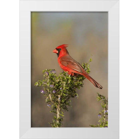 Texas Male northern cardinal atop tree limb White Modern Wood Framed Art Print by Welling, Dave