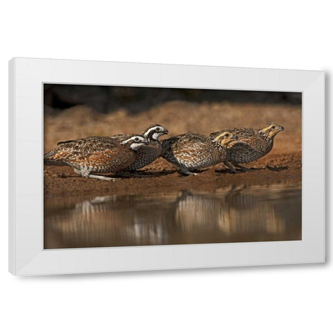 Texas Northern bobwhites gather at a pond White Modern Wood Framed Art Print by Welling, Dave