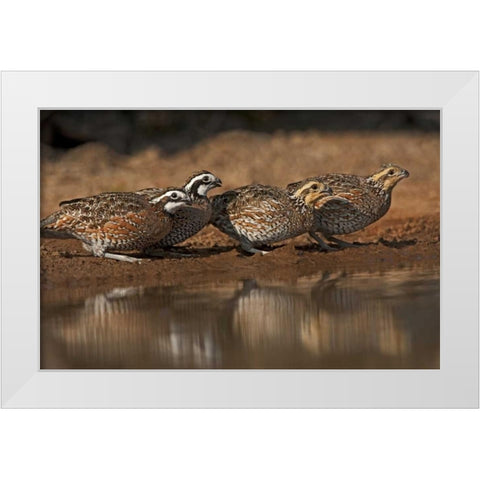 Texas Northern bobwhites gather at a pond White Modern Wood Framed Art Print by Welling, Dave