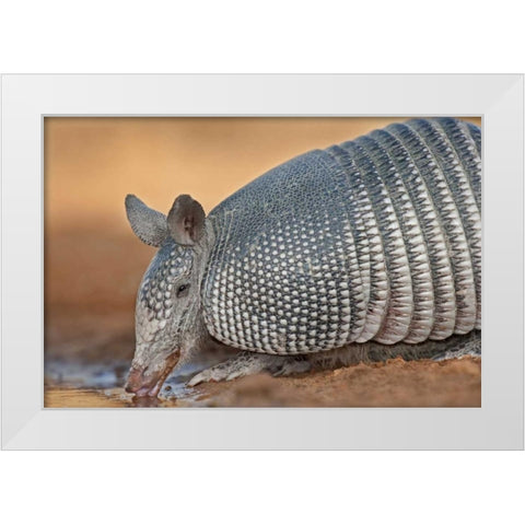 Texas Wild nine-banded armadillo drinking White Modern Wood Framed Art Print by Welling, Dave