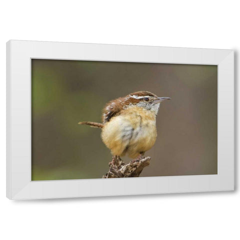 TX Carolina wren ruffles its feathers White Modern Wood Framed Art Print by Welling, Dave