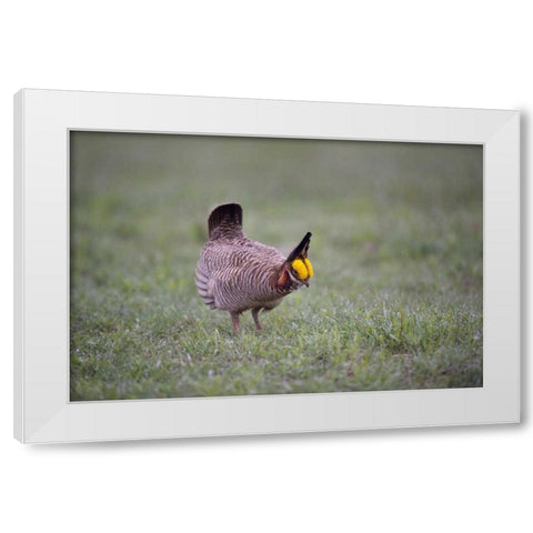 TX, Panhandle, Male lesser prairie chicken struts White Modern Wood Framed Art Print by Welling, Dave