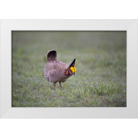 TX, Panhandle, Male lesser prairie chicken struts White Modern Wood Framed Art Print by Welling, Dave