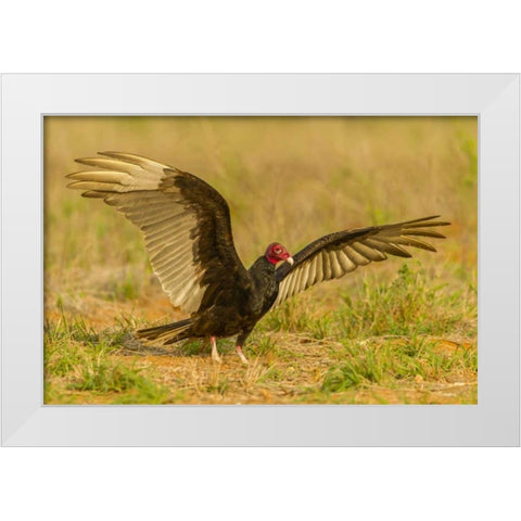 Texas, Hidalgo County Turkey vulture on ground White Modern Wood Framed Art Print by Illg, Cathy and Gordon