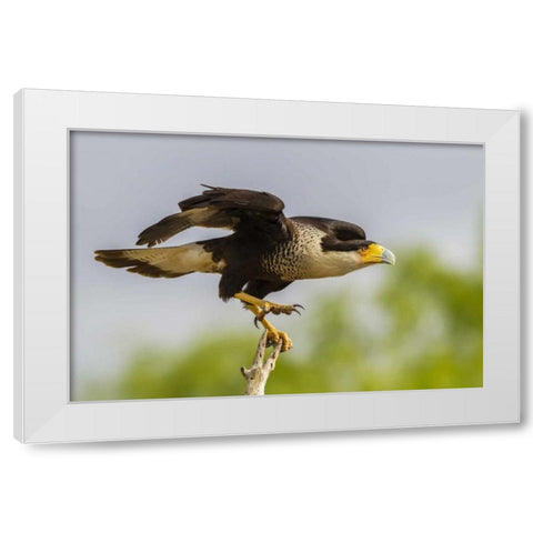 Texas, Hidalgo Co, Crested caracara on tree stump White Modern Wood Framed Art Print by Illg, Cathy and Gordon