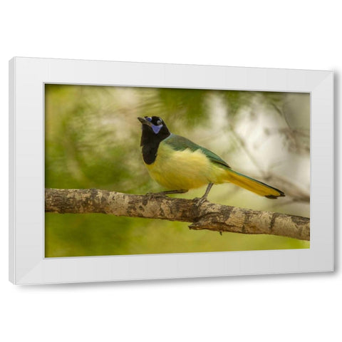 Texas, Hidalgo County Green jay on limb White Modern Wood Framed Art Print by Illg, Cathy and Gordon