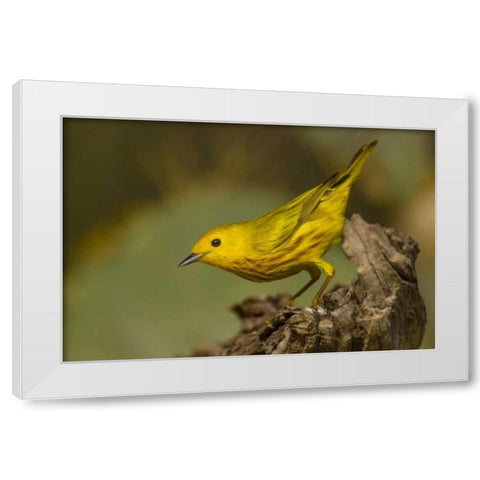 Texas, Hidalgo County Yellow warbler on log White Modern Wood Framed Art Print by Illg, Cathy and Gordon