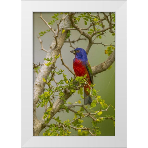 TX, Hidalgo Co Painted bunting in thorny tree White Modern Wood Framed Art Print by Illg, Cathy and Gordon
