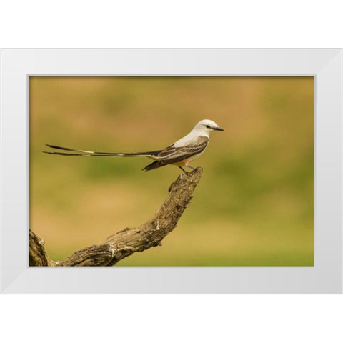TX, Hidalgo Co Scissor-tailed flycatcher on limb White Modern Wood Framed Art Print by Illg, Cathy and Gordon