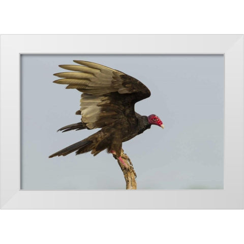 Texas, Hidalgo County Turkey vulture on stump White Modern Wood Framed Art Print by Illg, Cathy and Gordon
