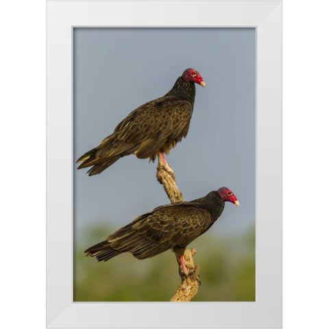 Texas, Hidalgo Co Turkey vulture pair on stump White Modern Wood Framed Art Print by Illg, Cathy and Gordon