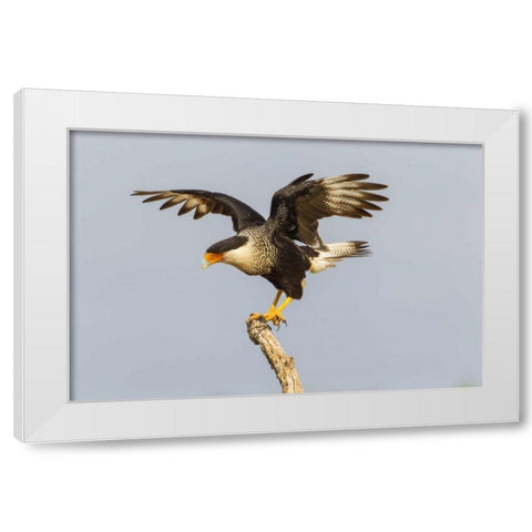 Texas, Hidalgo Co, Crested caracara on tree stump White Modern Wood Framed Art Print by Illg, Cathy and Gordon