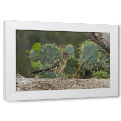 Texas, Hidalgo Co Roadrunner bird next to cacti White Modern Wood Framed Art Print by Illg, Cathy and Gordon