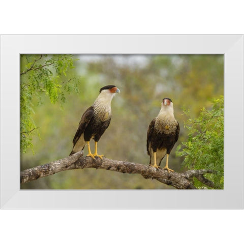 TX, Hidalgo Co, Crested caracaras on tree limb White Modern Wood Framed Art Print by Illg, Cathy and Gordon