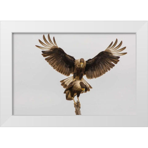 Texas, Hidalgo County Crested caracara pair White Modern Wood Framed Art Print by Illg, Cathy and Gordon