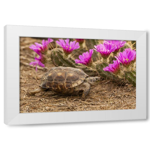 TX, Berlandiers tortoise and strawberry pataya White Modern Wood Framed Art Print by Illg, Cathy and Gordon