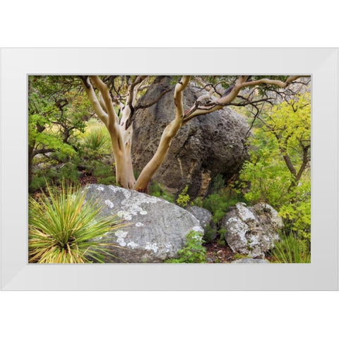 TX, Guadalupe Mts NP Texas madrona tree White Modern Wood Framed Art Print by Paulson, Don