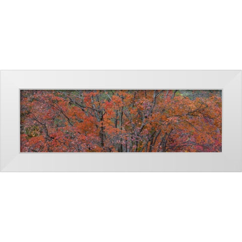 Texas, Guadalupe Mts NP Bigtooth maple trees White Modern Wood Framed Art Print by Paulson, Don