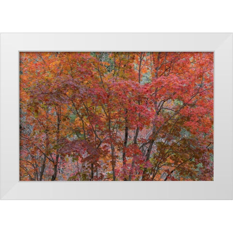Texas, Guadalupe Mtains NP Bigtooth maple trees White Modern Wood Framed Art Print by Paulson, Don