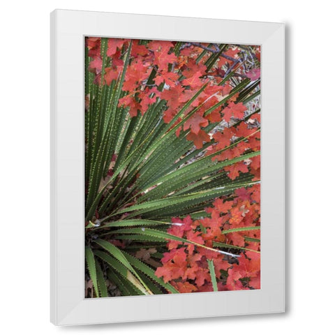 TX, Guadalupe Mts NP Bigtooth maple and sotol White Modern Wood Framed Art Print by Paulson, Don