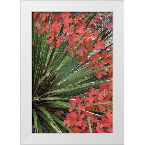 TX, Guadalupe Mts NP Bigtooth maple and sotol White Modern Wood Framed Art Print by Paulson, Don