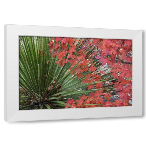TX, Guadalupe Mts NP Bigtooth maple and sotol White Modern Wood Framed Art Print by Paulson, Don