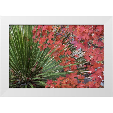 TX, Guadalupe Mts NP Bigtooth maple and sotol White Modern Wood Framed Art Print by Paulson, Don
