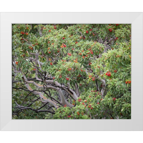 TX, Guadalupe Mts NP Texas madrona with berries White Modern Wood Framed Art Print by Paulson, Don