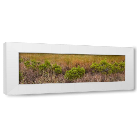 TX, Guadalupe Mountains NP Bushes and grasses White Modern Wood Framed Art Print by Paulson, Don
