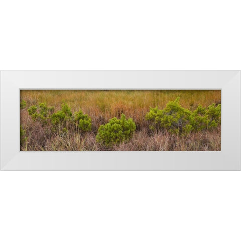 TX, Guadalupe Mountains NP Bushes and grasses White Modern Wood Framed Art Print by Paulson, Don