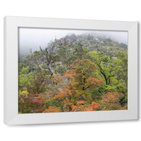 TX, Guadalupe Mountains NP McKittrick Canyon White Modern Wood Framed Art Print by Paulson, Don