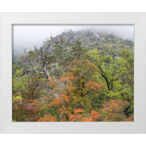TX, Guadalupe Mountains NP McKittrick Canyon White Modern Wood Framed Art Print by Paulson, Don