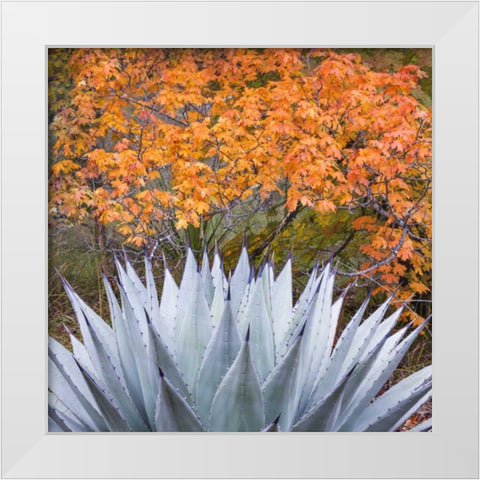 Texas, Guadalupe Mountains NP McKittrick Canyon White Modern Wood Framed Art Print by Paulson, Don