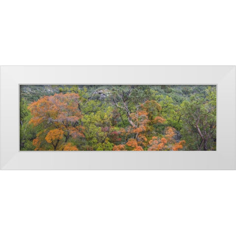 TX, Guadalupe Mts NP Scenic of McKittrick Canyon White Modern Wood Framed Art Print by Paulson, Don