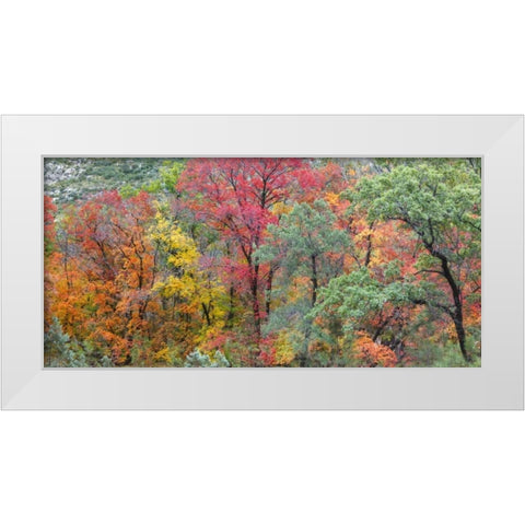 TX, Guadalupe Mts Panoramic of McKittrick Canyon White Modern Wood Framed Art Print by Paulson, Don