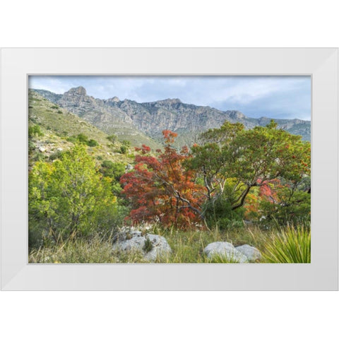 TX, Guadalupe Mountains NP Devils Hall Trail White Modern Wood Framed Art Print by Paulson, Don