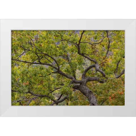 Texas, Guadalupe Mountains NP Scenic of oak tree White Modern Wood Framed Art Print by Paulson, Don