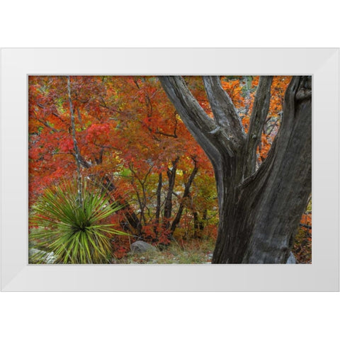 TX, Guadalupe Mts NP Bigtooth maple and juniper White Modern Wood Framed Art Print by Paulson, Don