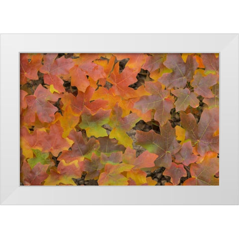 TX, Guadalupe Mts NP Bigtooth maple in autumn White Modern Wood Framed Art Print by Paulson, Don