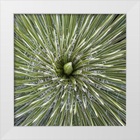 Texas, Guadalupe Mountains Soap tree yucca plant White Modern Wood Framed Art Print by Paulson, Don