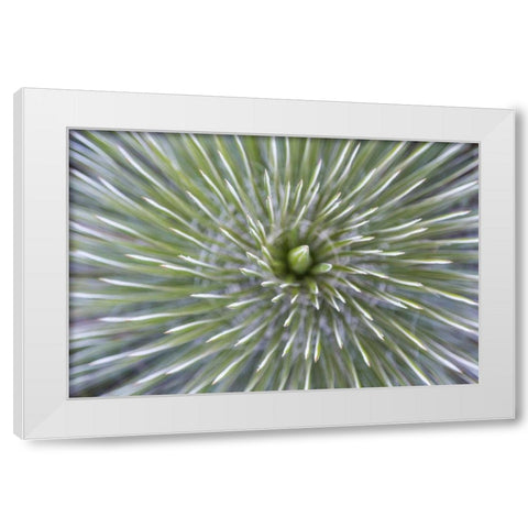 TX, Guadalupe Mountains NP Soap tree yucca plant White Modern Wood Framed Art Print by Paulson, Don