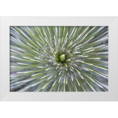 TX, Guadalupe Mountains NP Soap tree yucca plant White Modern Wood Framed Art Print by Paulson, Don