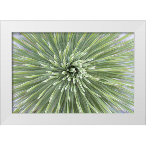 Texas, Guadalupe Mountains Soap tree yucca plant White Modern Wood Framed Art Print by Paulson, Don