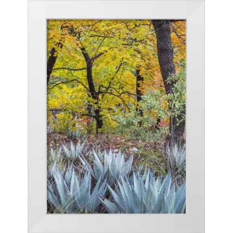 Texas, Guadalupe Mountains NP McKittrick Canyon White Modern Wood Framed Art Print by Paulson, Don