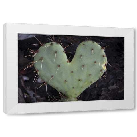 TX, Guadalupe Mountains NP Prickly-pear cactus White Modern Wood Framed Art Print by Paulson, Don