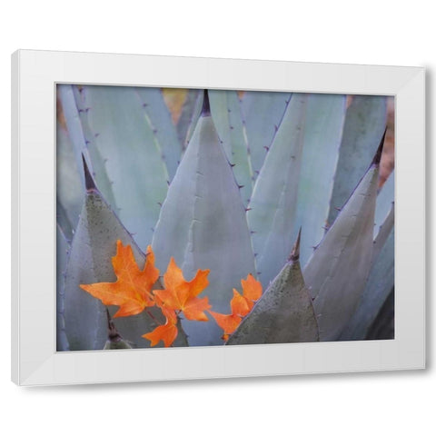TX, Guadalupe Mts NP Bigtooth maple leaves White Modern Wood Framed Art Print by Paulson, Don