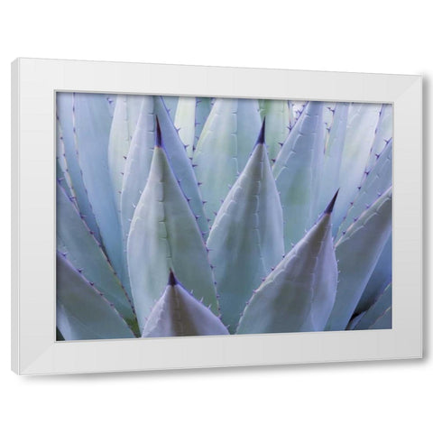 TX, Guadalupe Mts NP New Mexican agave plant White Modern Wood Framed Art Print by Paulson, Don