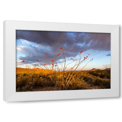 Ocotillo in Bloom At Sunrise White Modern Wood Framed Art Print by Haney, Chuck