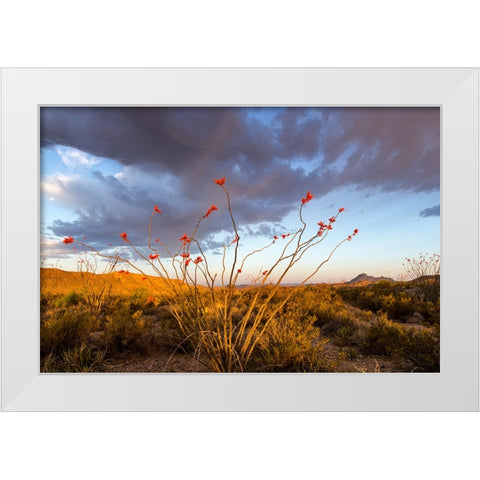 Ocotillo in Bloom At Sunrise White Modern Wood Framed Art Print by Haney, Chuck
