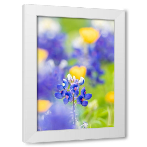Johnson City-Texas-USA-Bluebonnet wildflowers in the Texas Hill Country White Modern Wood Framed Art Print by Wilson, Emily M.